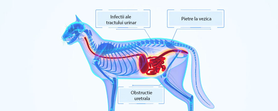 Sursa: AVMD, National Library of Medicine, petMD.
